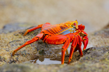 Sally lightfoot crab on Chinese Hat island, Galapagos National P