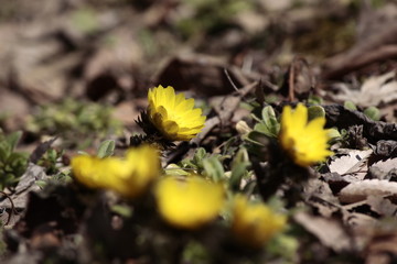 フクジュソウ/春先にかけて咲く黄色い花
