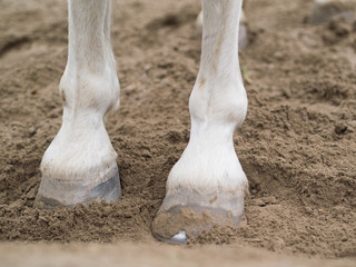 horse foot
