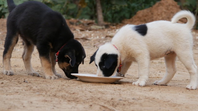 Two puppies eating from milk bowl in the garden