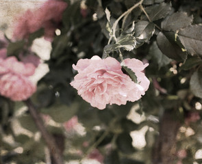 Artwork in retro style,  roses