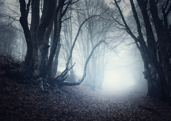 Naklejka premium Scary mysterious forest in fog in autumn. Magic trees