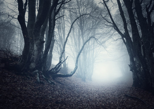 Fototapeta Scary mysterious forest in fog in autumn. Magic trees