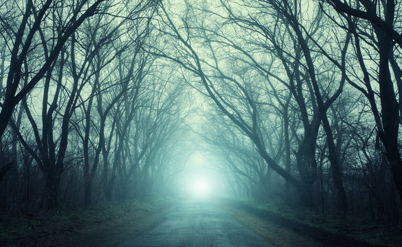 Fototapeta Scary mysterious forest with road in fog in autumn