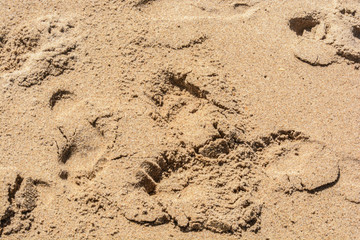 Areia