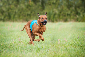 Rhodesian ridgeback dog running on lure coursing competition
