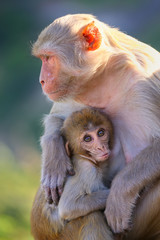 Rhesus macaque with a baby sitting near Galta Temple in Jaipur,