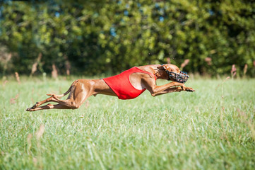 Pharaoh hound dog running on lure coursing competition