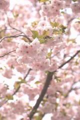 淡い八重桜