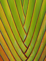 Green branch texture banana tree background