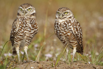 Burrowing Owls standing on the ground