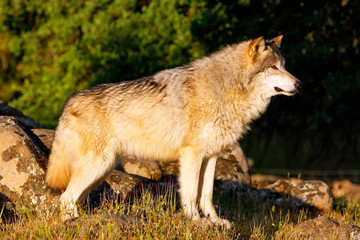 Gray wolf (Canis lupus)