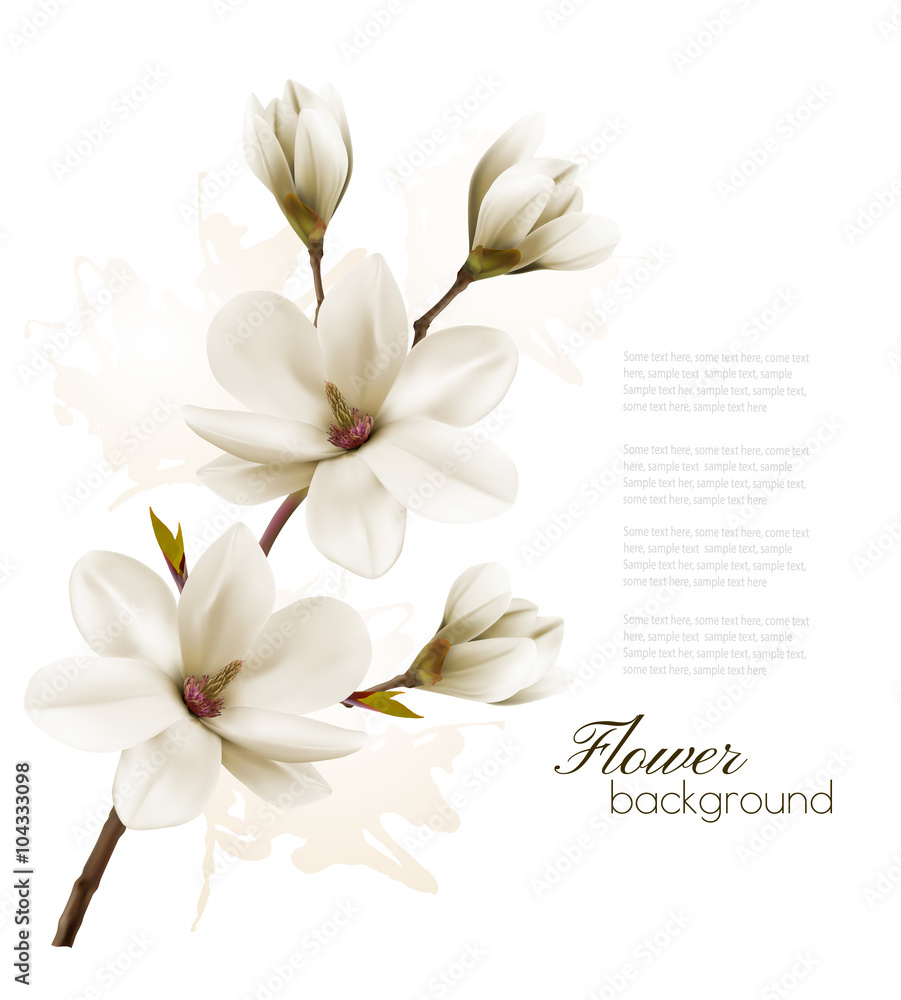 Poster spring background with blossom brunch of white magnolia. vector
