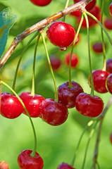 Red cherries with waterdrops