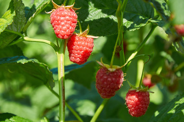 Several ripe red  raspberries growing on the bush