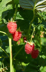 Several ripe red  raspberries growing on the bush