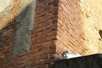 猫とレンガ