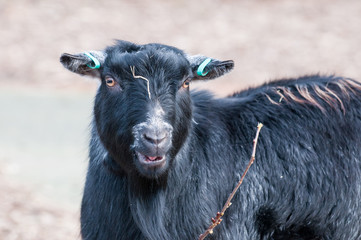 Fototapeta premium Goat