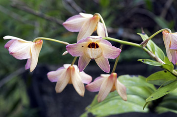 Orchid