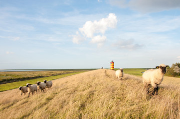 Fototapeta premium Pilsumer Leuchtturm Nordsee