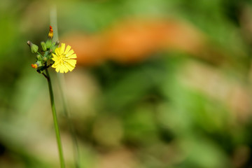 Yellow grass flower