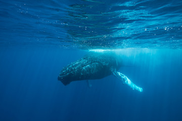 Naklejka premium Humpback Whale at Surface of Sea