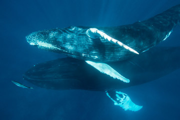 Fototapeta premium Mother and Calf Humpback Whales in Caribbean
