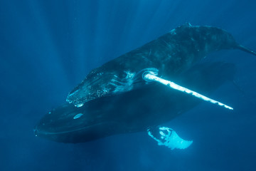 Obraz premium Humpback Whales in Caribbean Sea
