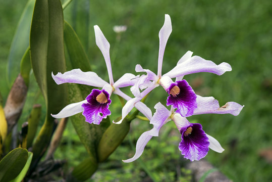 Fototapeta Orchid Cattleya purpurata