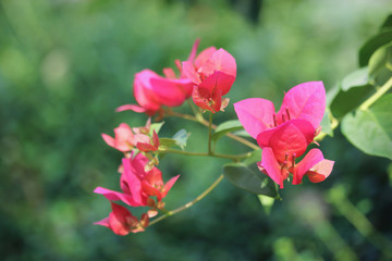 Bougainvillea flower