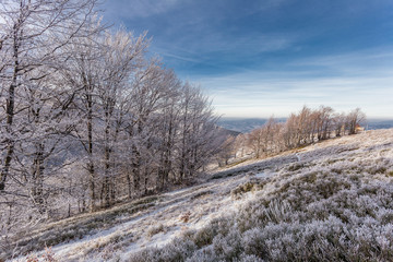 Trees on hills at winter