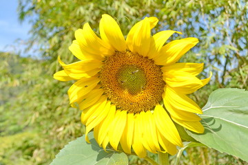 sunflower on a summer day  