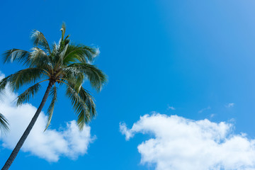 Fototapeta na wymiar 椰子の木と青空