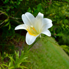 Fototapeta premium Easter Lilies and ferns