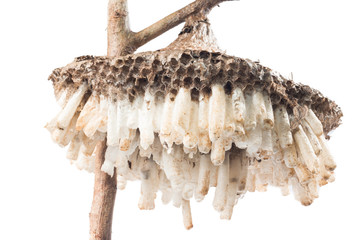 wasp's nest isolate on white
