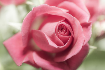 Pink rose isolated on white background