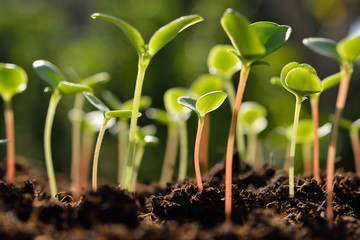 Green sprouts growing out from soil in the morning light