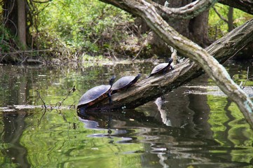 American red-bellied turtle group sitting on the log above the water.