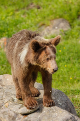Young Grizzly bear (Ursus arctos)