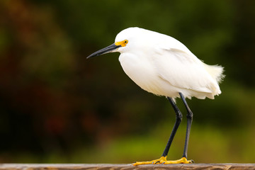 Snowy egret (Egretta thula)
