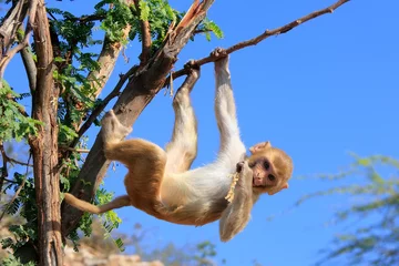 Gardinen Affe Rhesus macaque (Macaca mulatta) climbing tree near Galta Temple  © donyanedomam