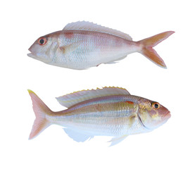 Ornety threadfin bream of sea animals in Gulf Thailand isolated