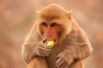 Portrait of Rhesus macaque eating