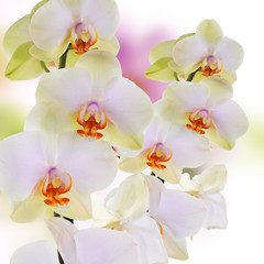 Naklejka na ściany i meble Orchid.beautiful flower