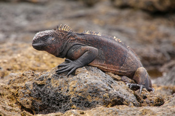 Marine Iguana on Chinese Hat island, Galapagos National Park, Ec