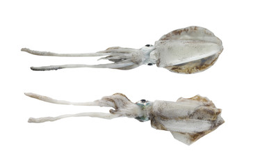 Fresh Bigfin reef squid or Soft cuttlefish isolated on white bac
