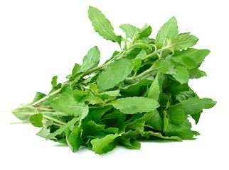 Basil leaves isolated on white background