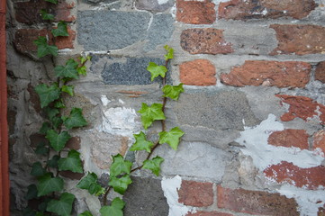 Vines on brick