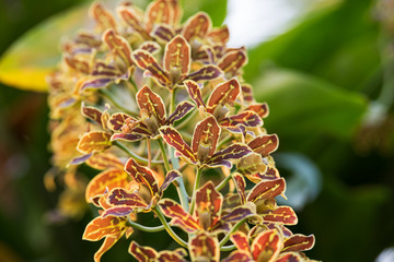 grammatophyllum scriptum or tiger orchid