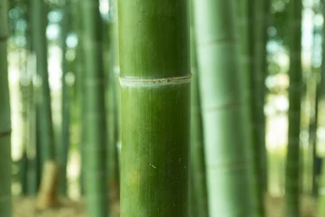 Photo sur Plexiglas Bambou Green bamboo stems